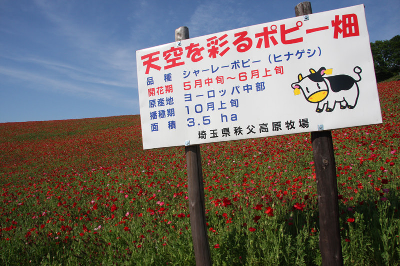 天空を彩るポピー観賞ツアー