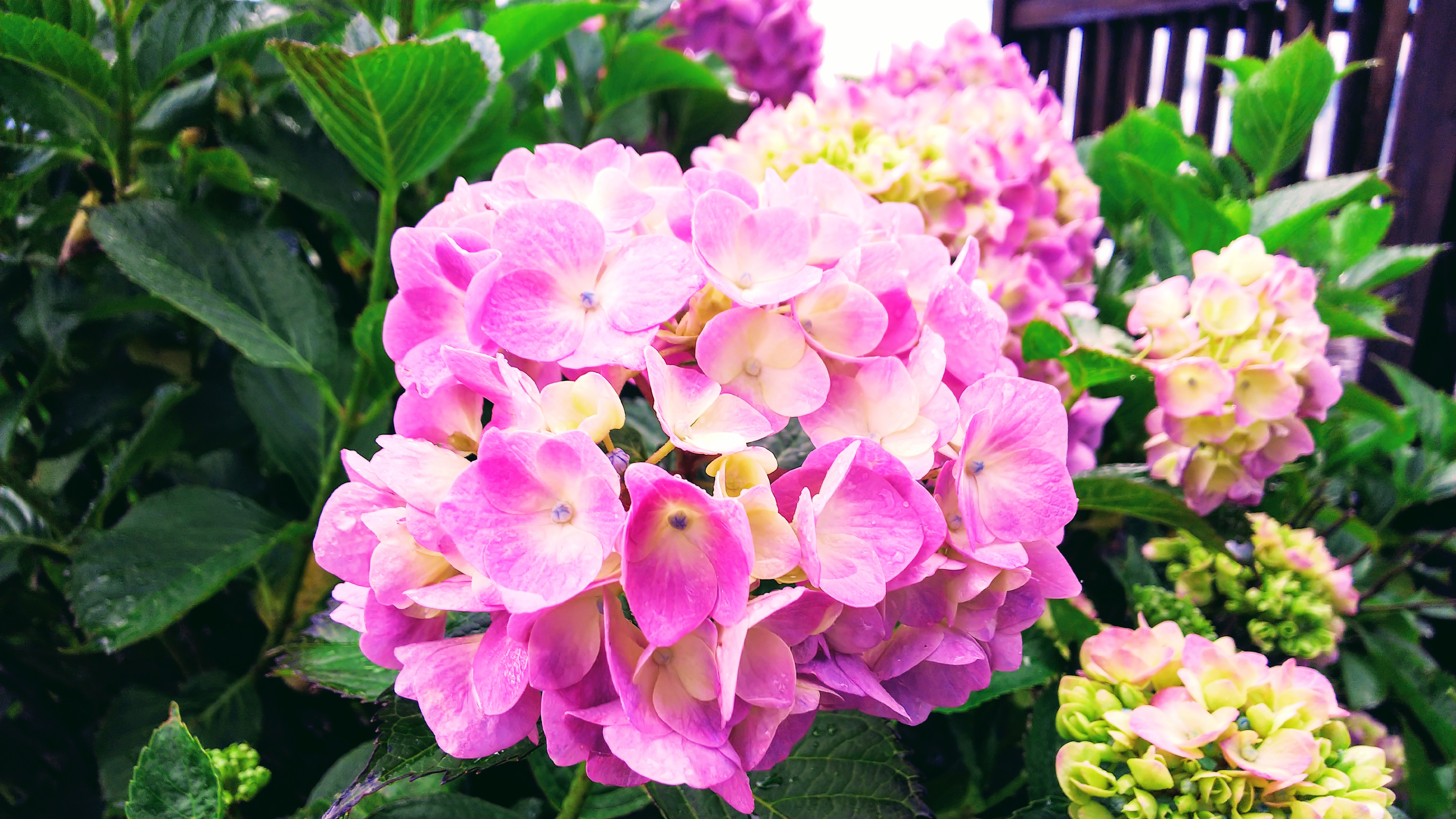 美の山公園紫陽花 いこいの村ヘリテイジ美の山