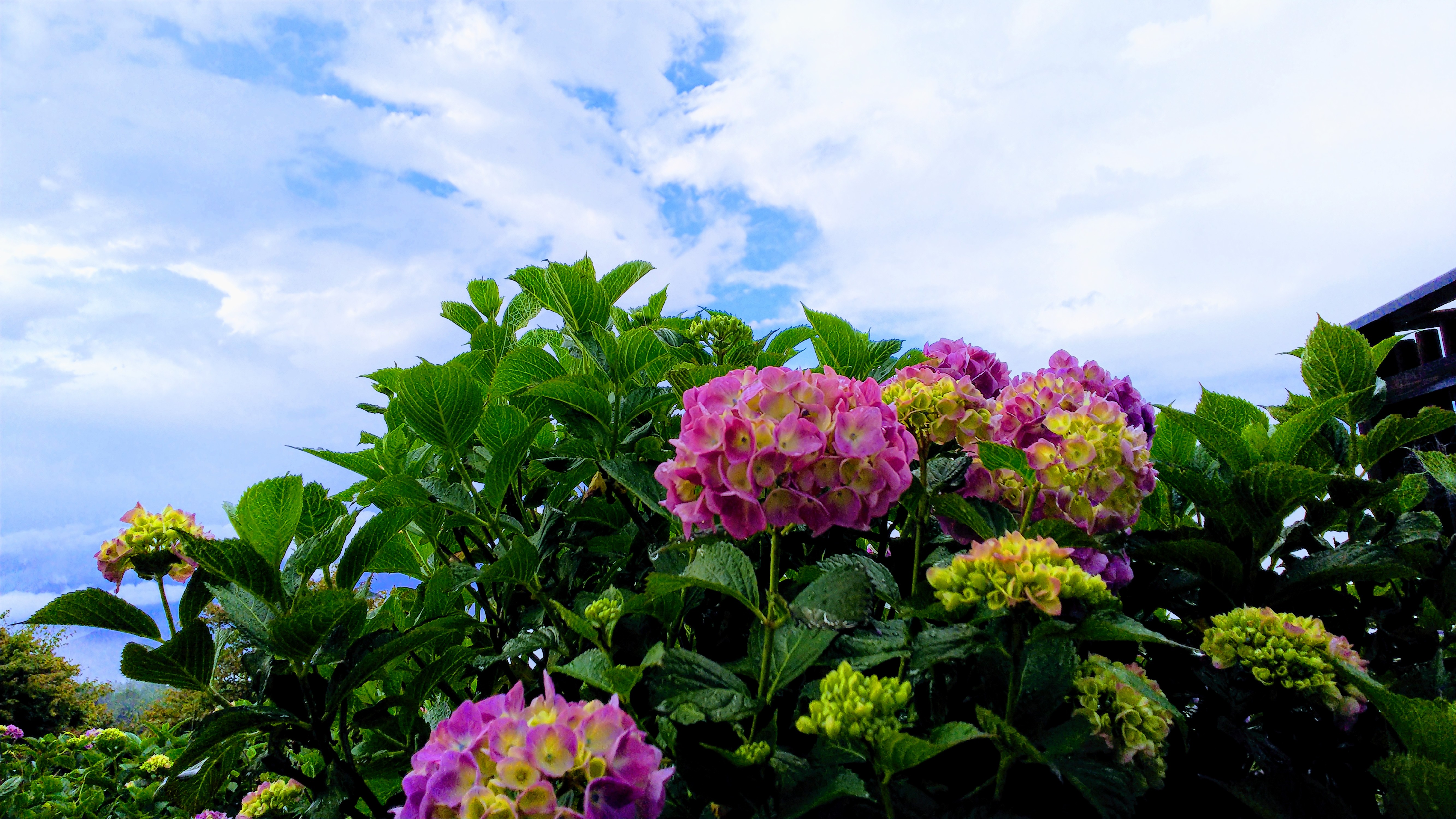 美の山公園紫陽花 いこいの村ヘリテイジ美の山