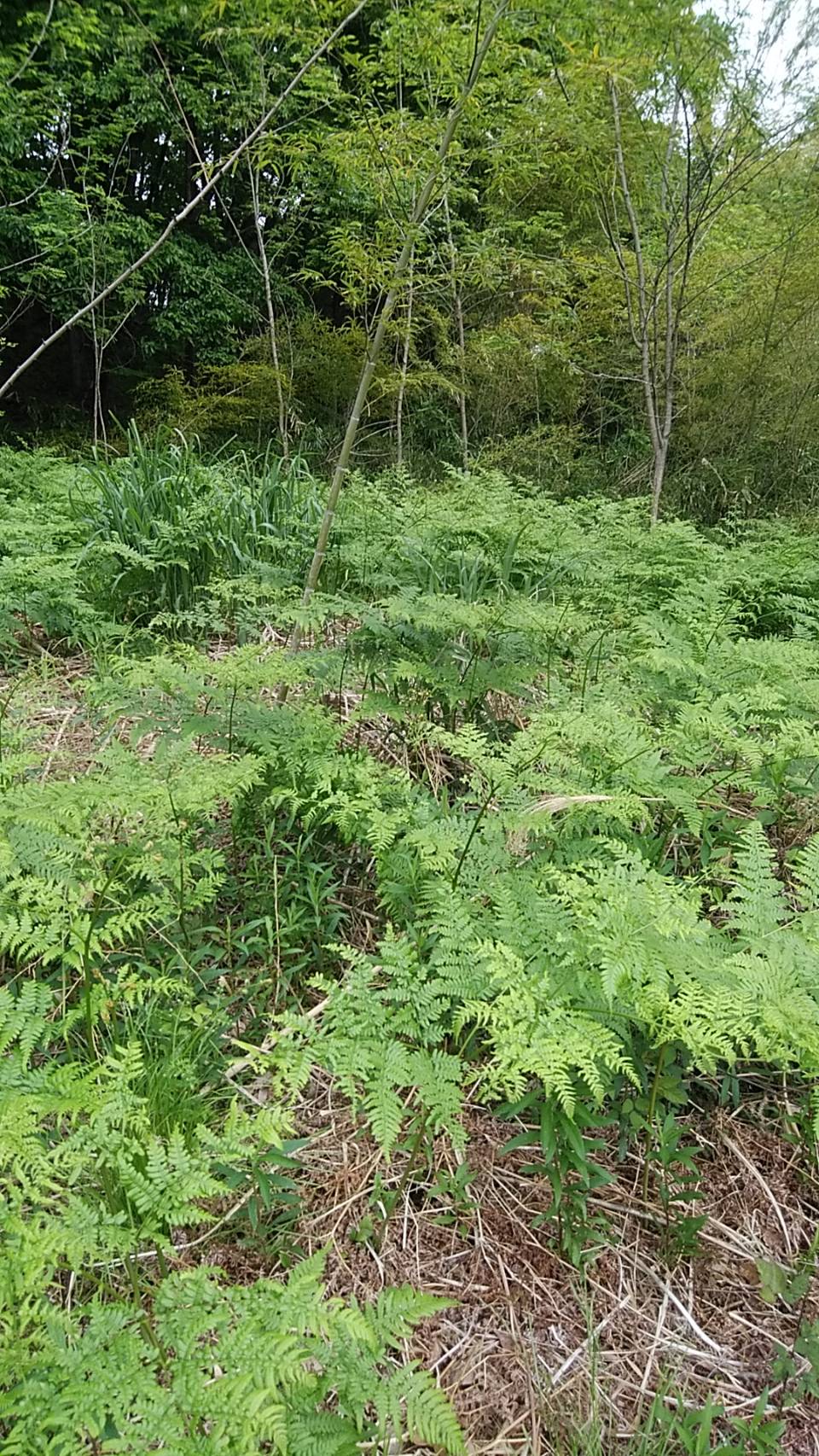 蕨 わらび を敷地内に植えました いこいの村ヘリテイジ美の山