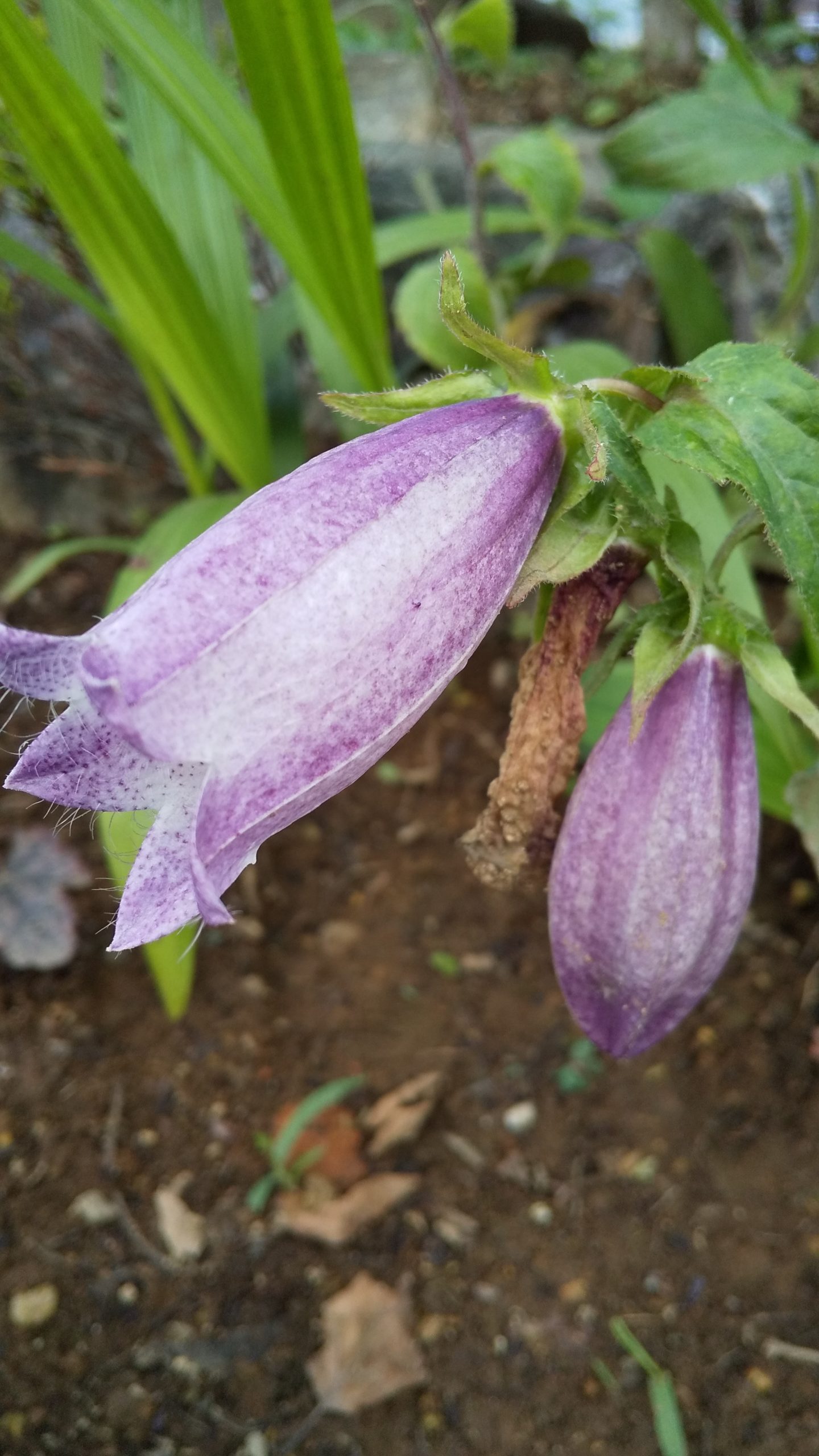 美の山の花の森から 初夏のお便り 7 いこいの村ヘリテイジ美の山