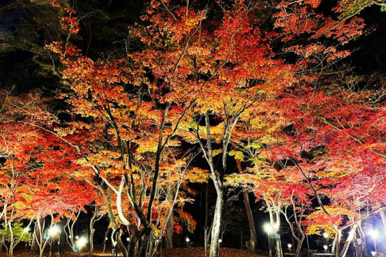 紅葉ライトアップ観賞プラン