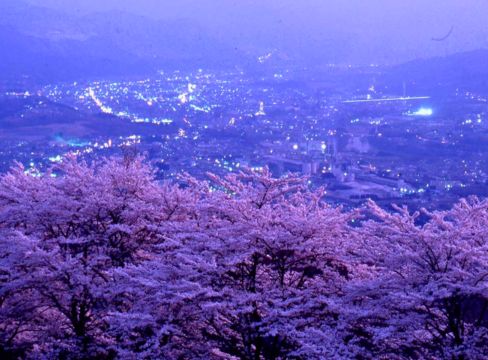 春の美の山公園と桜の景色